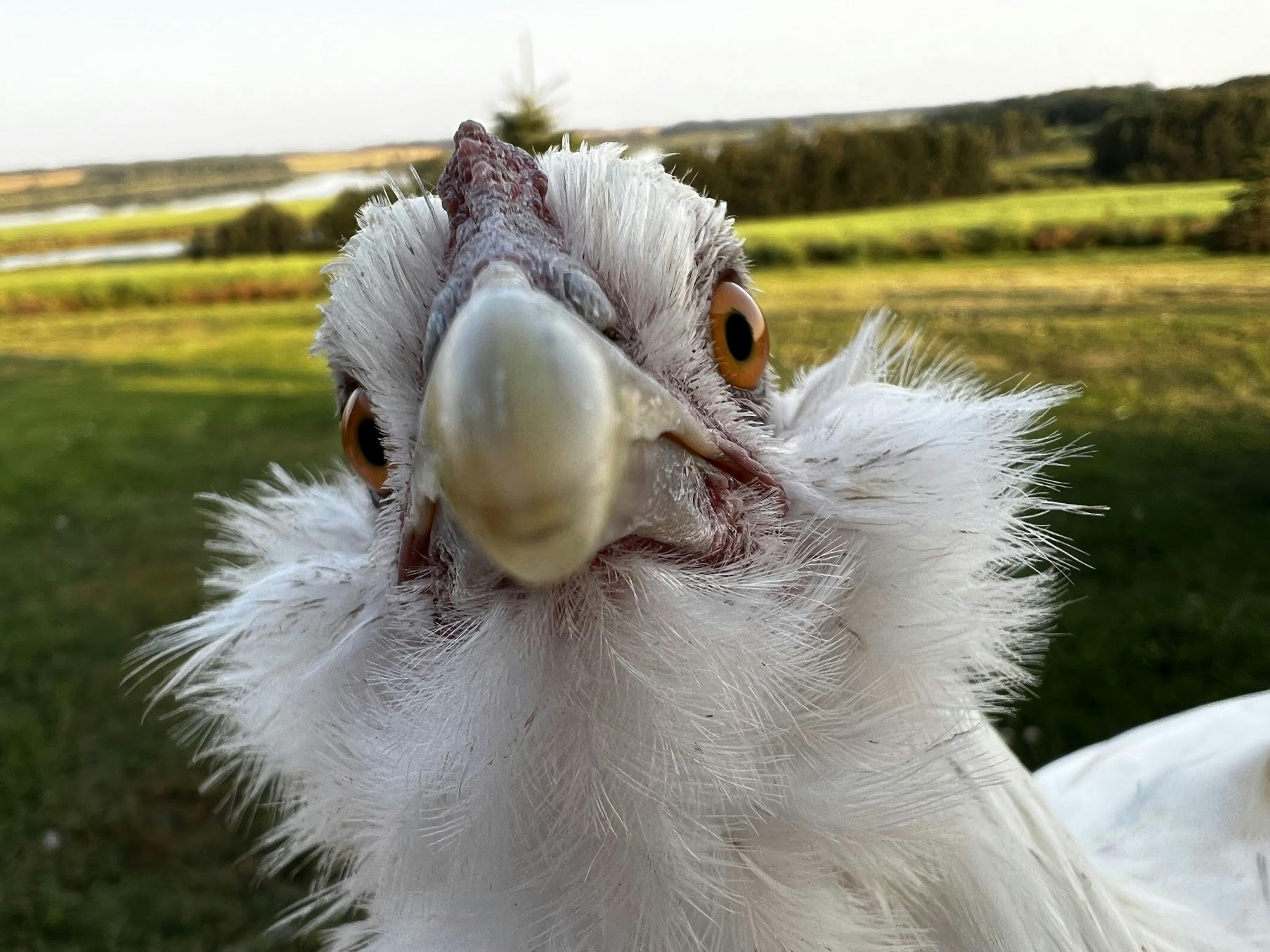 Close-up photograph of a chicken looking at the viewer