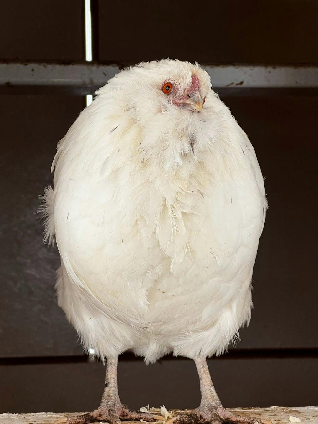 Our hen Dove standing in the coop chicken door