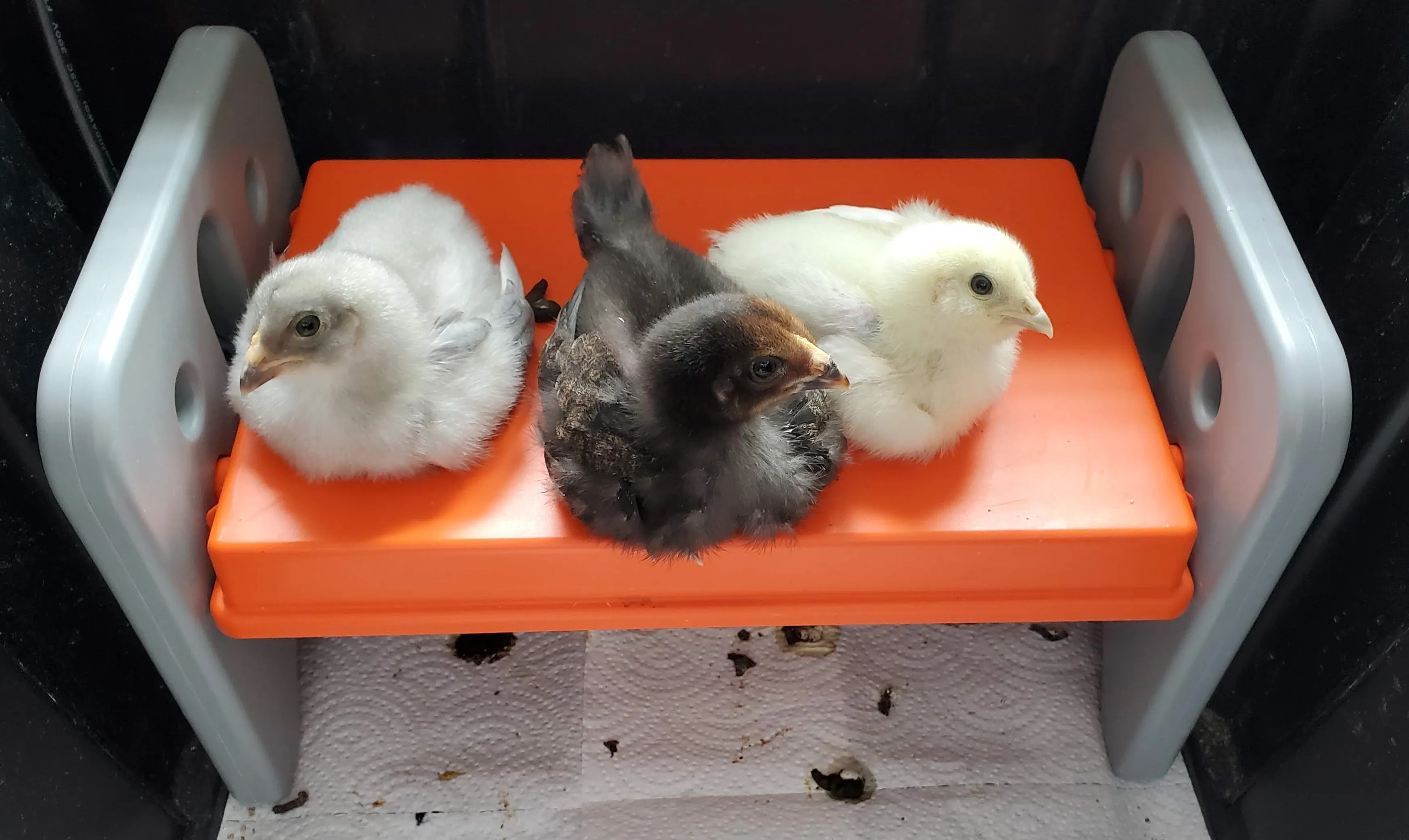 A bunch of baby chicks